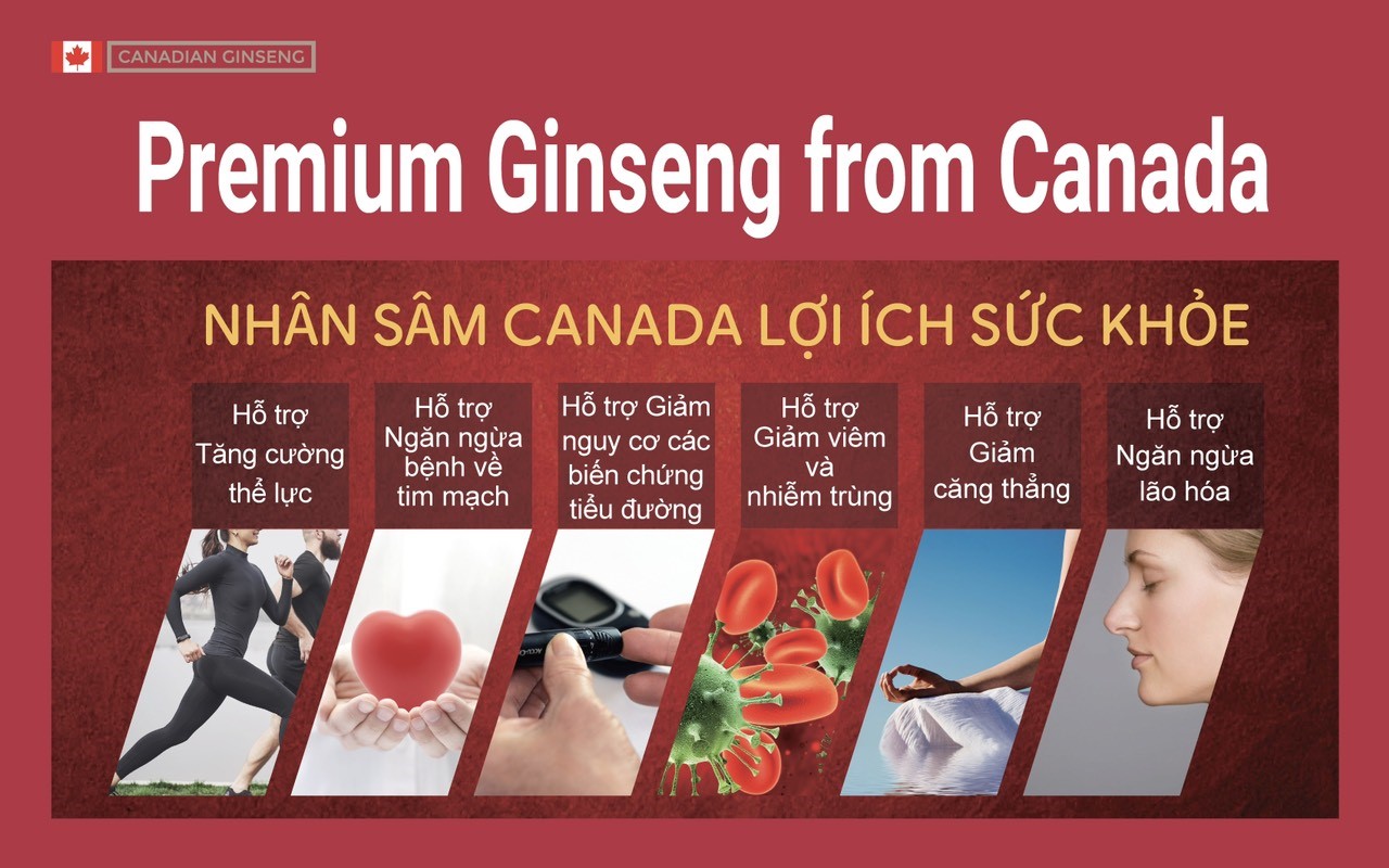 Nhân sâm Canada - Sản phẩm bổ tốt để sử dụng hàng ngày - Ảnh 2.
