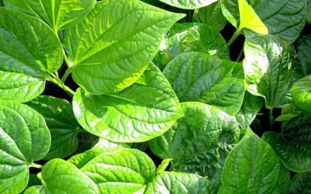 Sử dụng lá lốt ngâm chân như thế nào là tốt nhất?- Ảnh 3. Lá lốt chữa đau xương, thấp khớp