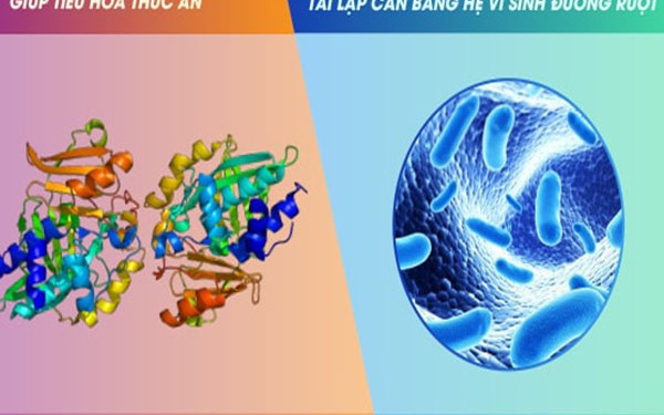 Dùng đúng cách men vi sinh và men tiêu hóa 