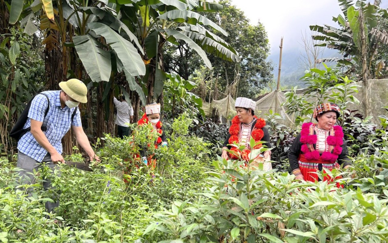 Mô hình trồng cây dược liệu dưới tán rừng, hướng đi mới hiệu quả cho người dân vùng sâu