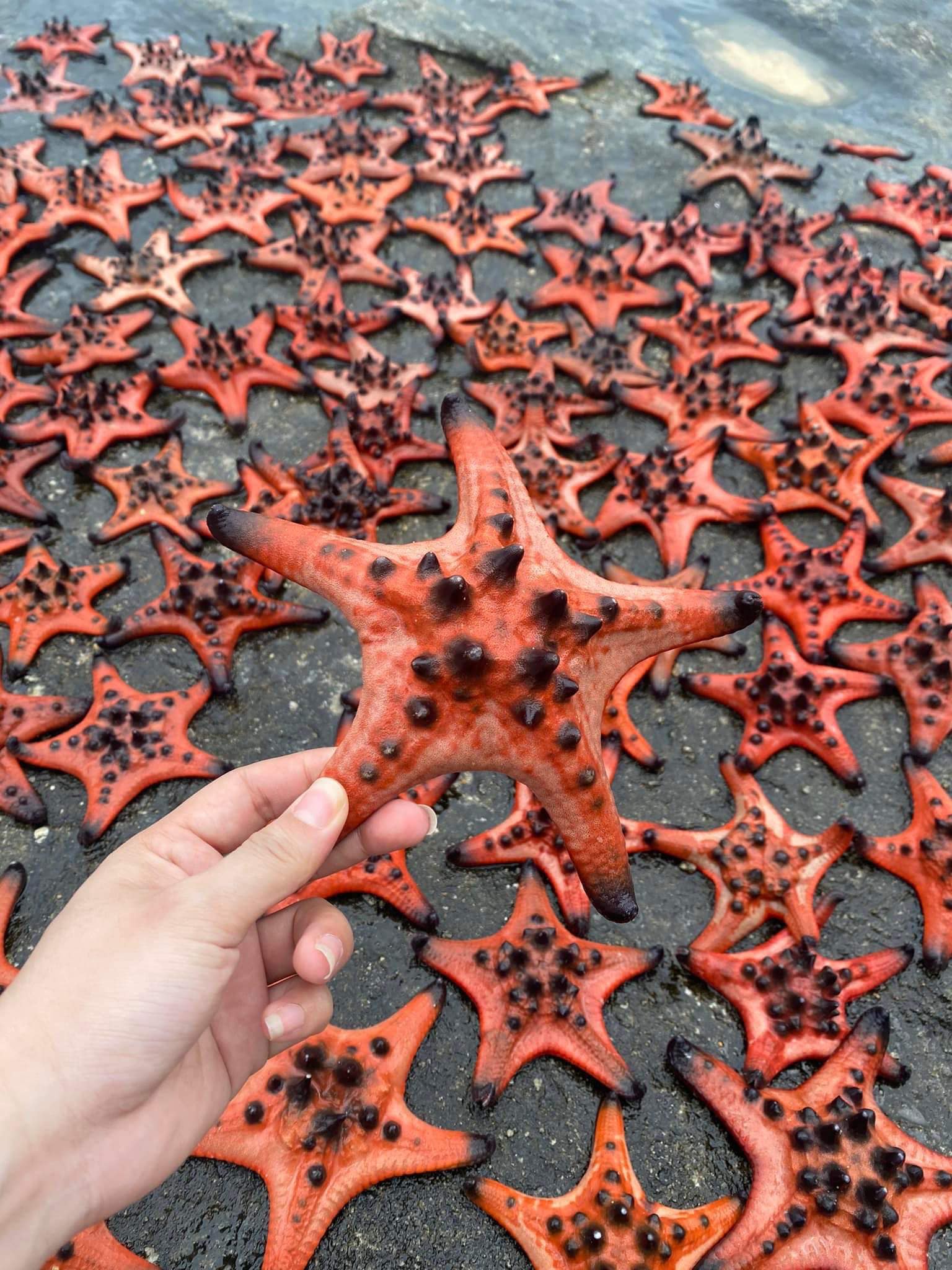 Cư dân mạng phẫn nộ trước hình ảnh hơn 100 con sao biển bị phơi trên đá để du khách "tự sướng" - Ảnh 1.