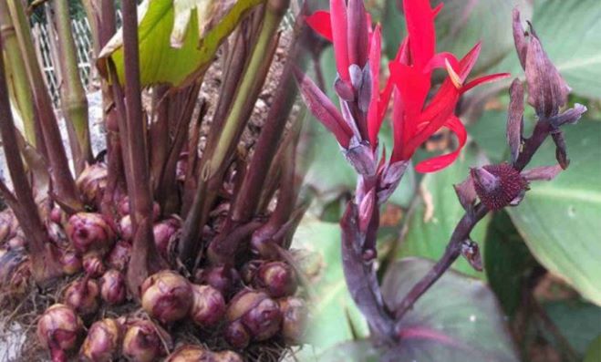 Riềng – chữa đầy hơi, đau bụng