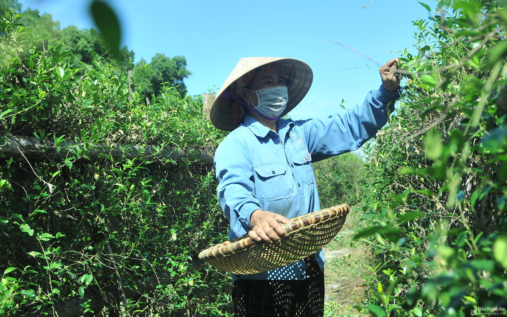 Hàng nghìn cây dược liệu quý hiếm ở Nghệ An được bảo tồn và tạo sinh kế cho đồng bào các dân tộc