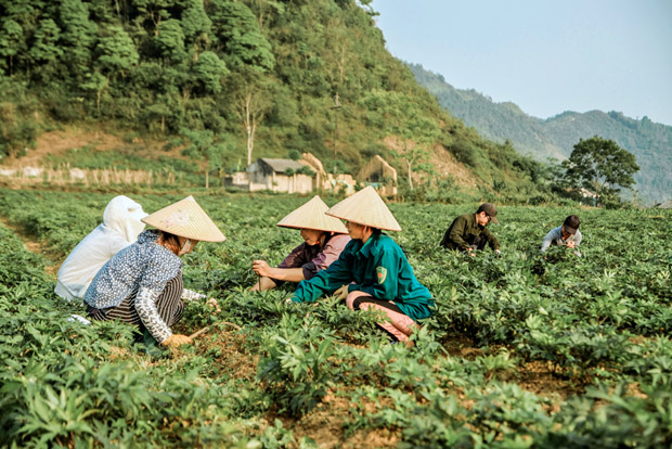 Hà Giang phát triển cây dược liệu trên vùng cao nguyên đá - Ảnh 2.