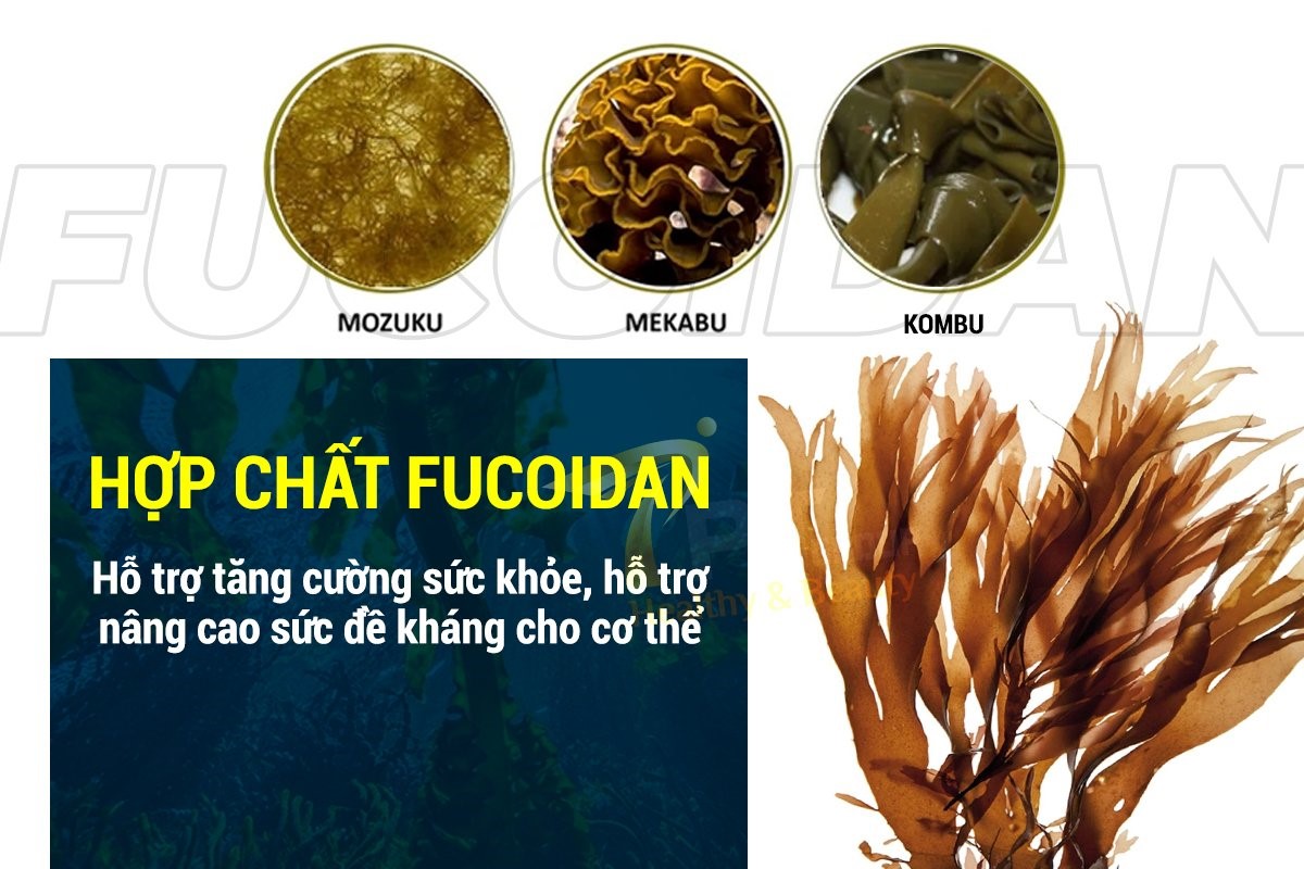 Fucoidan là hoạt chất quý hiếm, đem lại vô vàn lợi ích thiết thực cho người bệnh ung thư