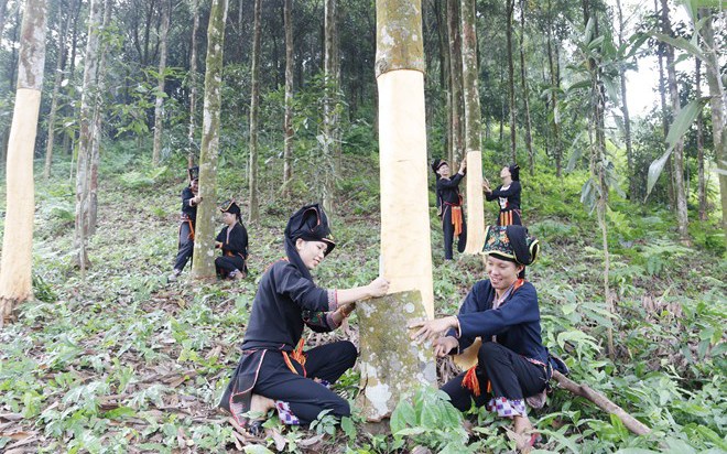 Chưa phát huy đúng mức tiềm năng cây thuốc và tri thức y dược cổ truyền trong đồng bào dân tộc thiểu số