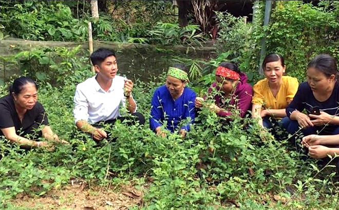 Đầu tư, hỗ trợ phát triển dược liệu quý tại vùng đồng bào dân tộc thiểu số và miền núi theo 'chuỗi giá trị' - Ảnh 1.