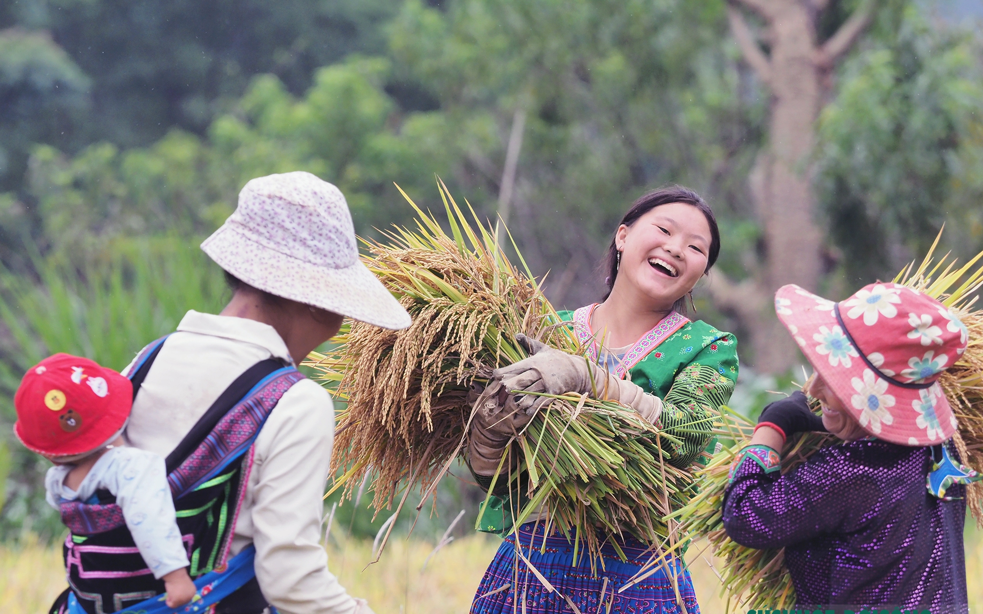 Tả Lèng óng ả những "hạt vàng"