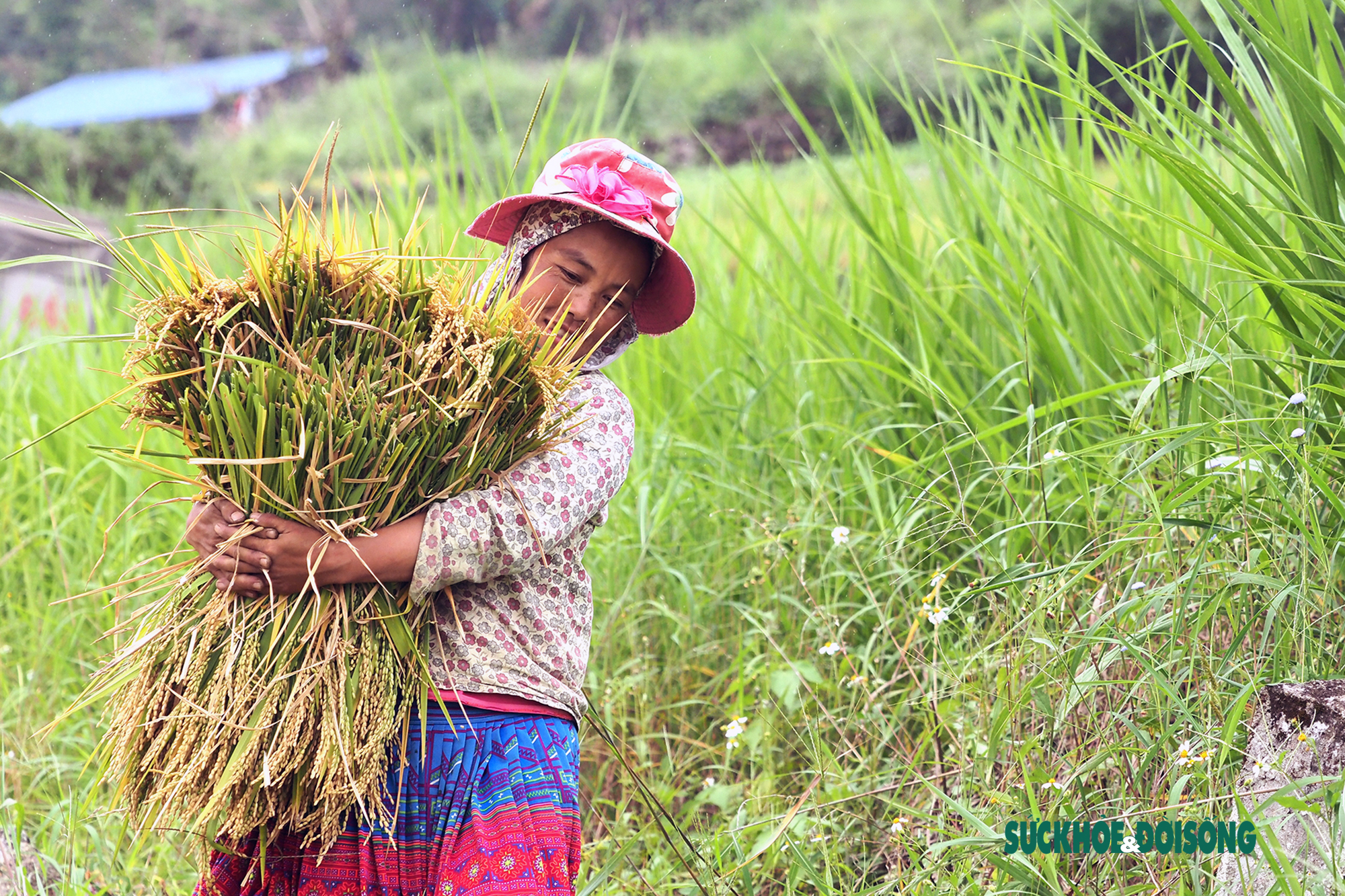 Rộn vang tiếng cười của bà con đồng bào dân tộc Mông trên cánh đồng lúa vàng óng - Ảnh 8.