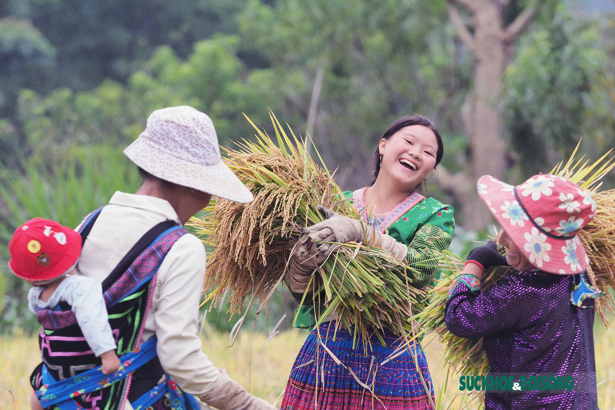 Rộn vang tiếng cười của bà con đồng bào dân tộc Mông trên cánh đồng lúa vàng óng - Ảnh 1.