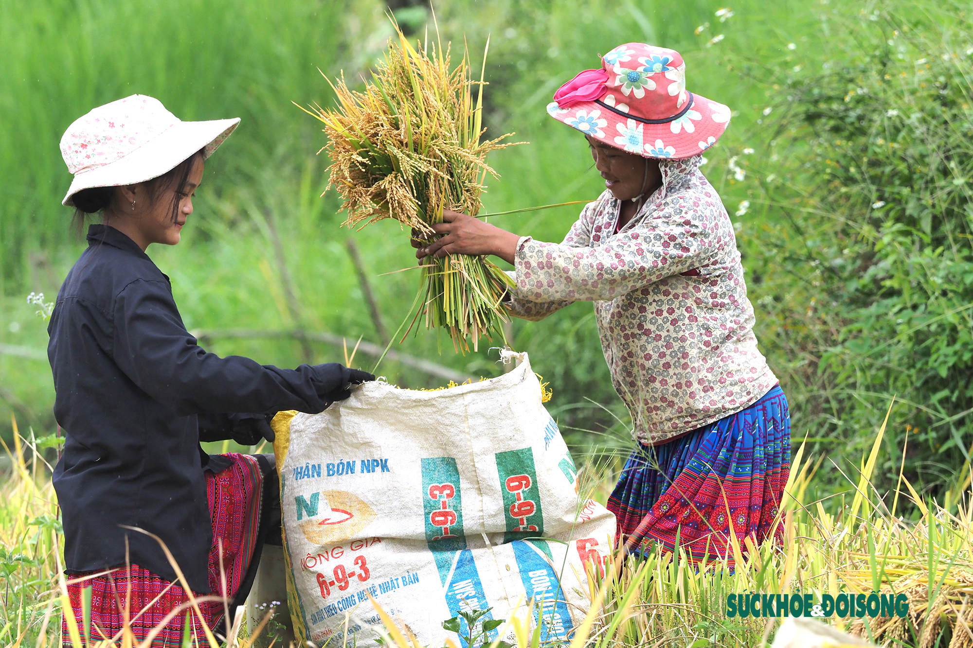 Rộn vang tiếng cười của bà con đồng bào dân tộc Mông trên cánh đồng lúa vàng óng - Ảnh 4.