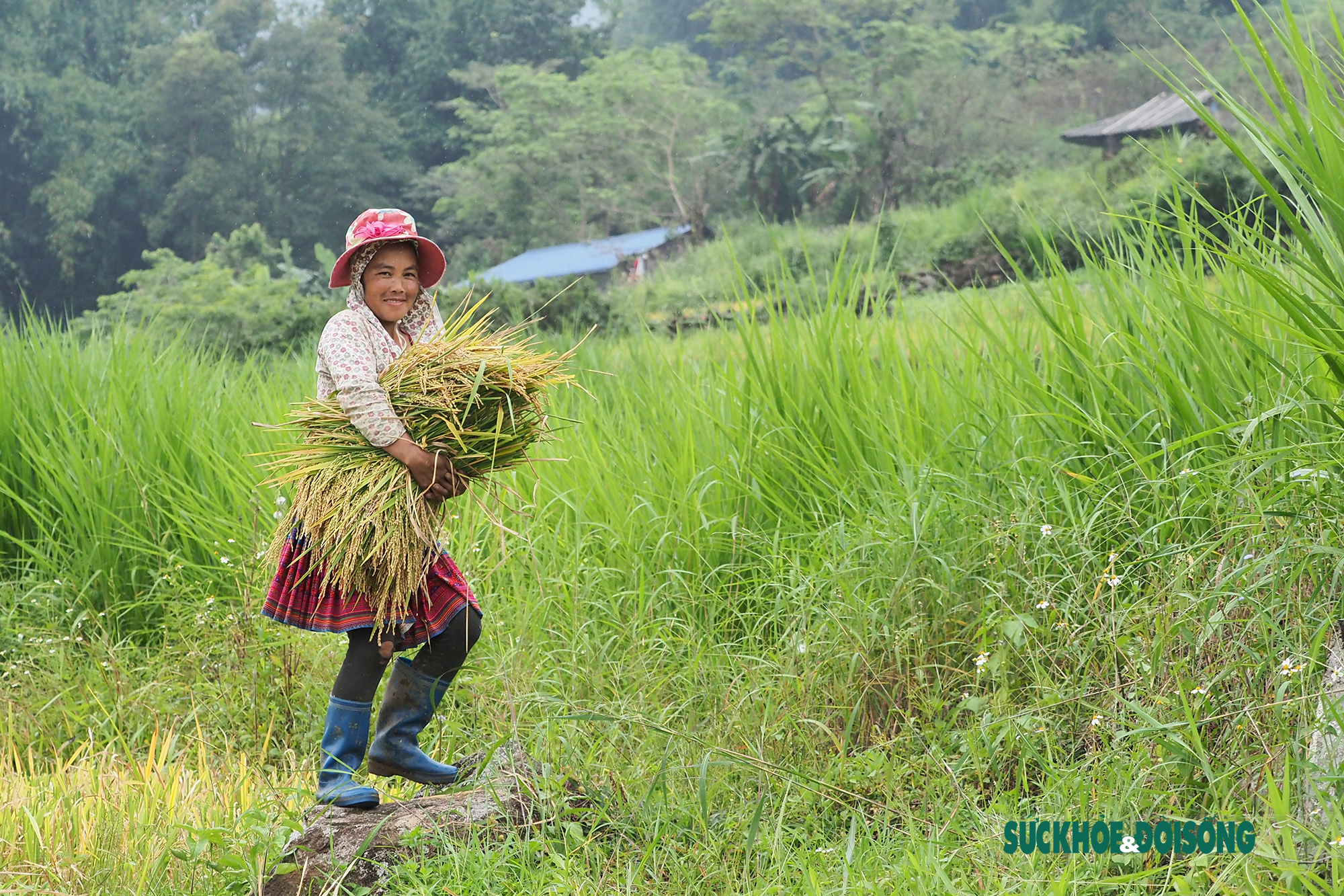 Rộn vang tiếng cười của bà con đồng bào dân tộc Mông trên cánh đồng lúa vàng óng - Ảnh 6.