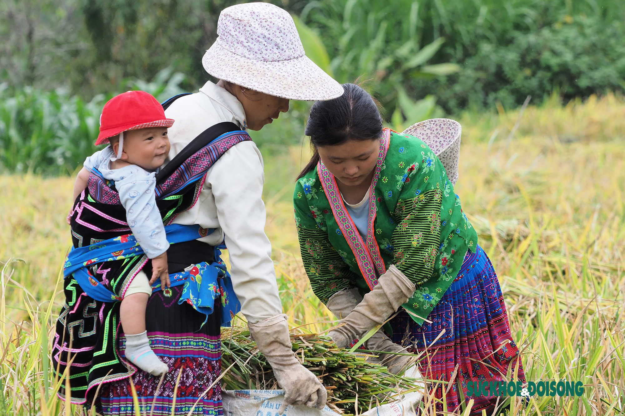 Rộn vang tiếng cười của bà con đồng bào dân tộc Mông trên cánh đồng lúa vàng óng - Ảnh 12.