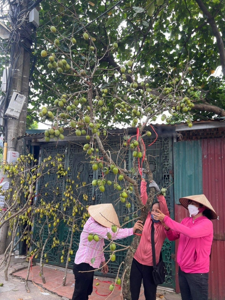 Hoa lê, hoa đào trái vụ sốt xình xịch, khách không ngại chi tiền triệu mua chơi - Ảnh 4.