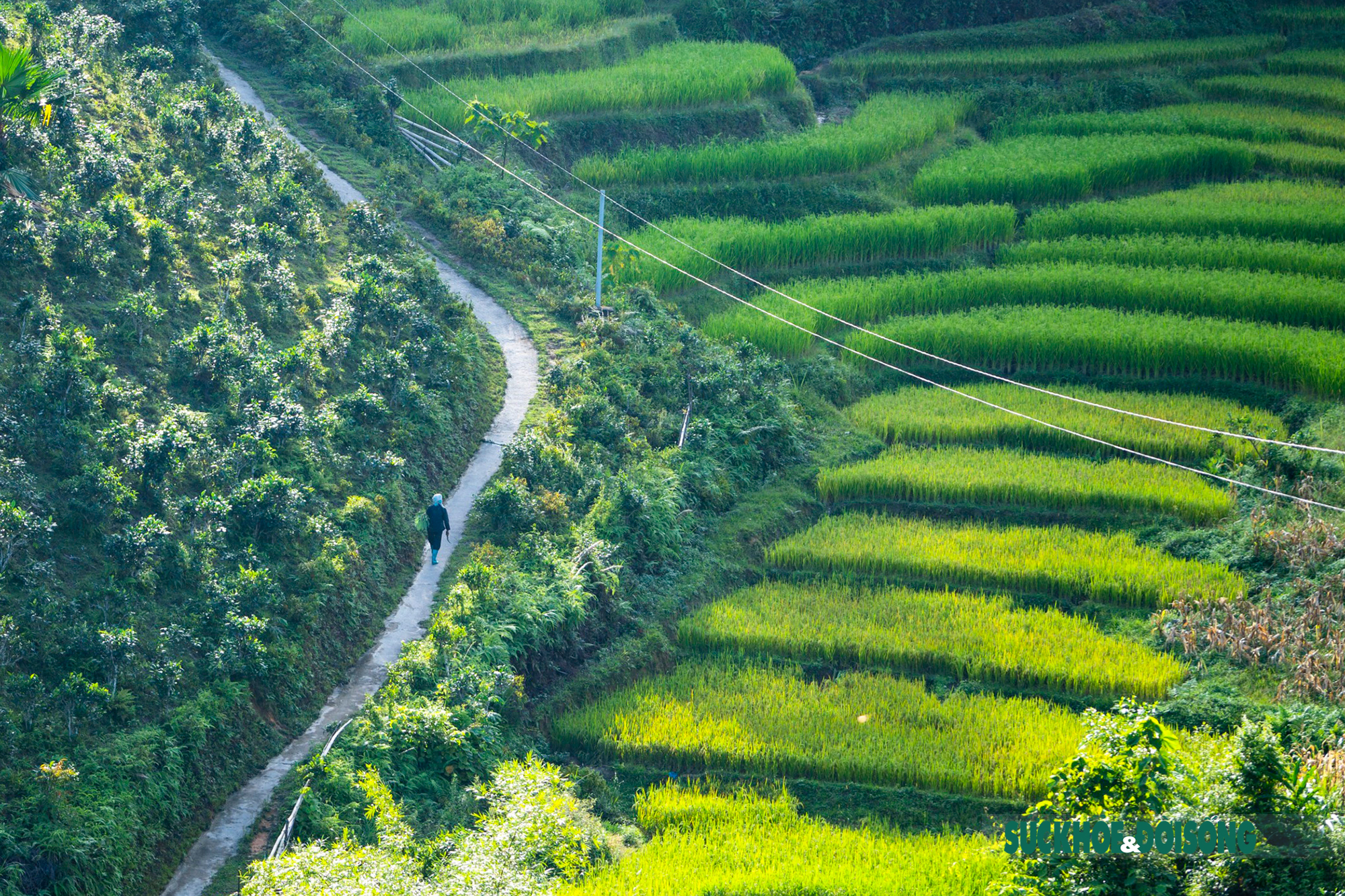 Lên cao nguyên trắng Bắc Hà tận hưởng hương cốm mùa thu vàng - Ảnh 5.