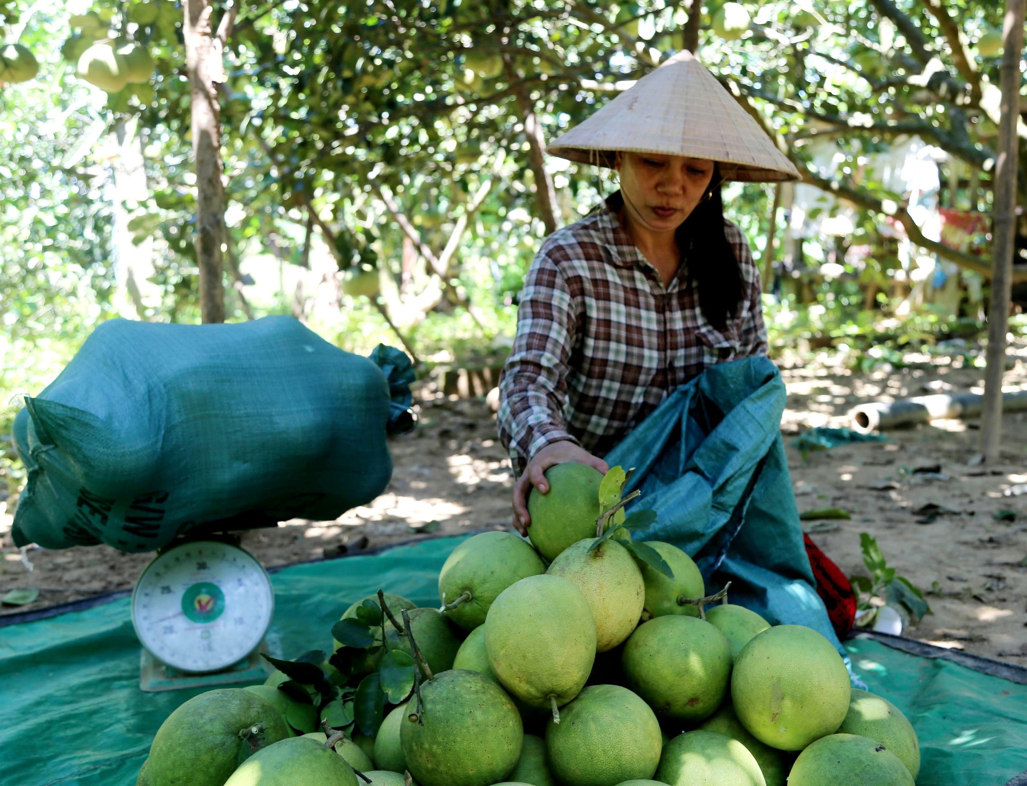 Thanh trà Thủy Biều - Đặc sản 'tiến vua' xứ Huế  - Ảnh 9.