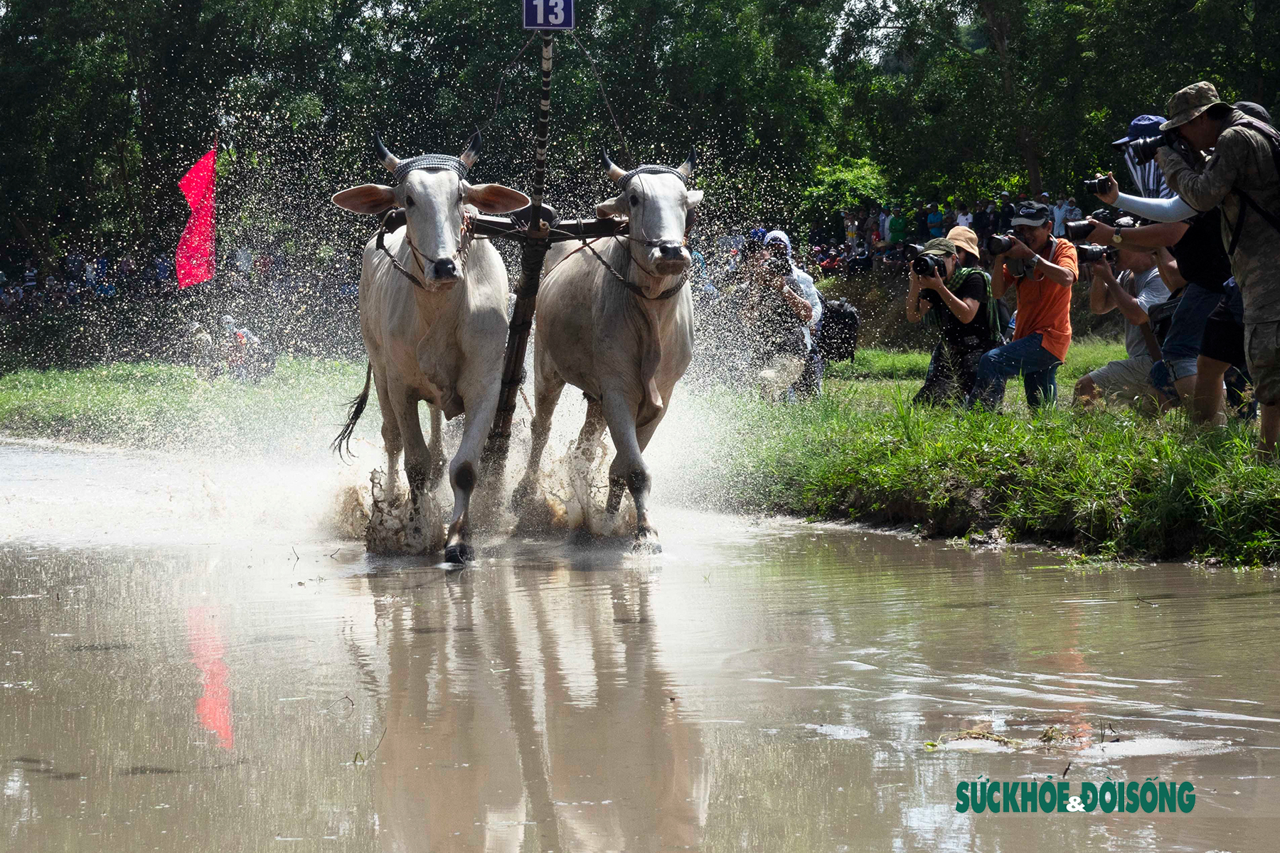 Gay cấn nảy lửa trong lễ hội đua bò ở An Giang - Ảnh 11.