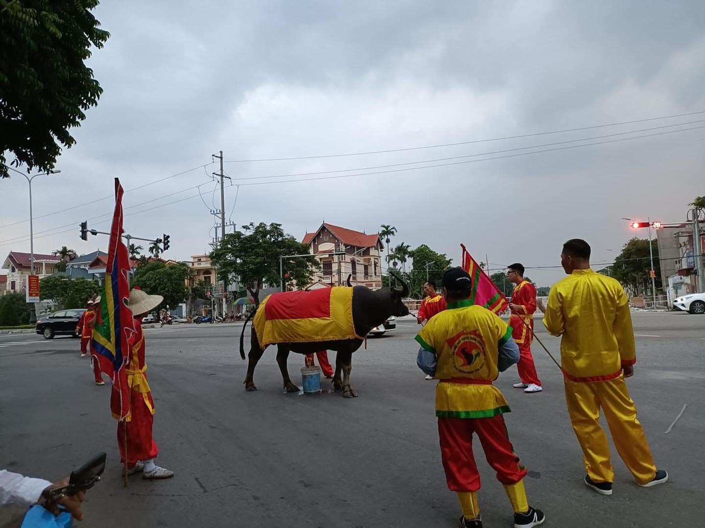 Chọi trâu Đồ Sơn Hải Phòng 2022: Gia cố hàng rào trong sân chọi, kiểm soát khu vực giết mổ  - Ảnh 2.