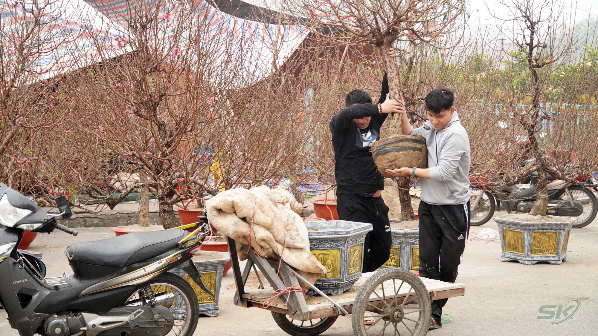 Chợ hoa Hà Nội rực rỡ sắc màu ngày cận Tết - Ảnh 3.