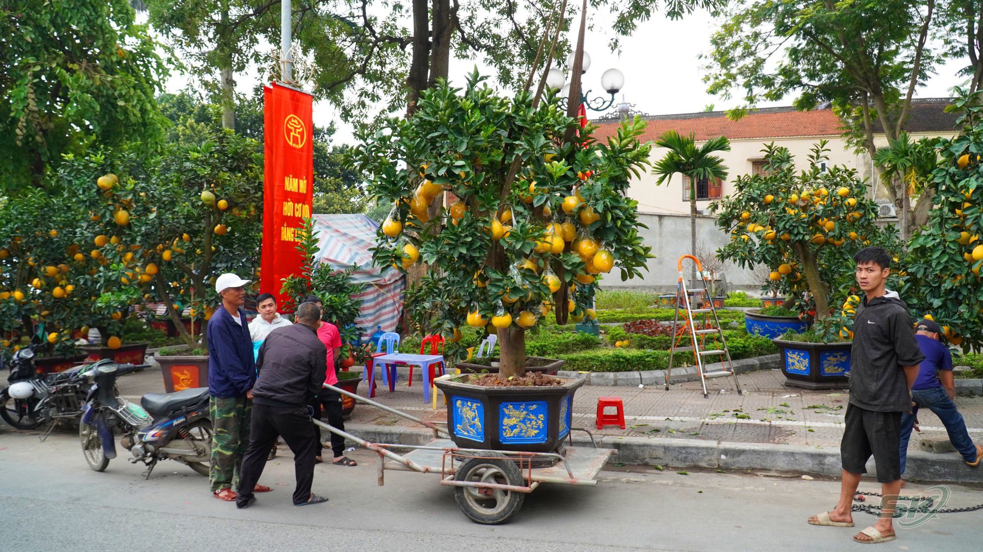 Chợ hoa Hà Nội rực rỡ sắc màu ngày cận Tết - Ảnh 12.