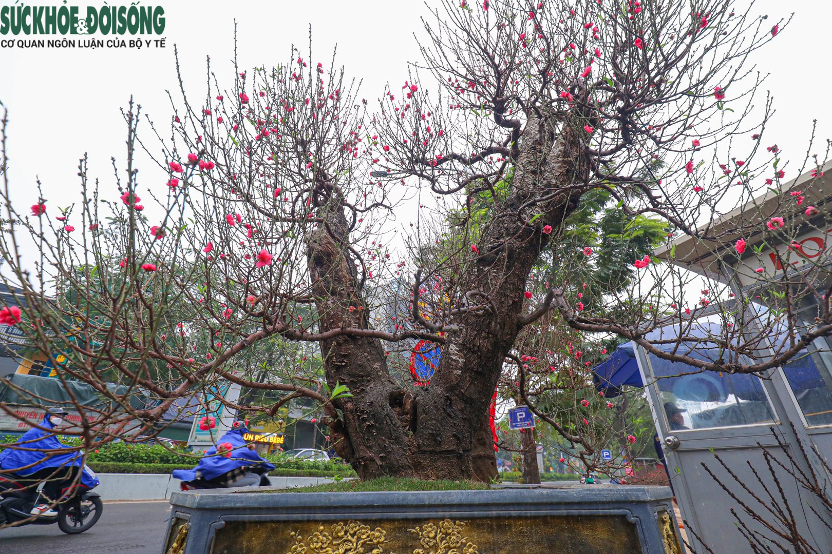 Nhiều &quot;siêu đào&quot; giá hàng chục, hàng trăm triệu đổ bộ xuống phố - Ảnh 3.