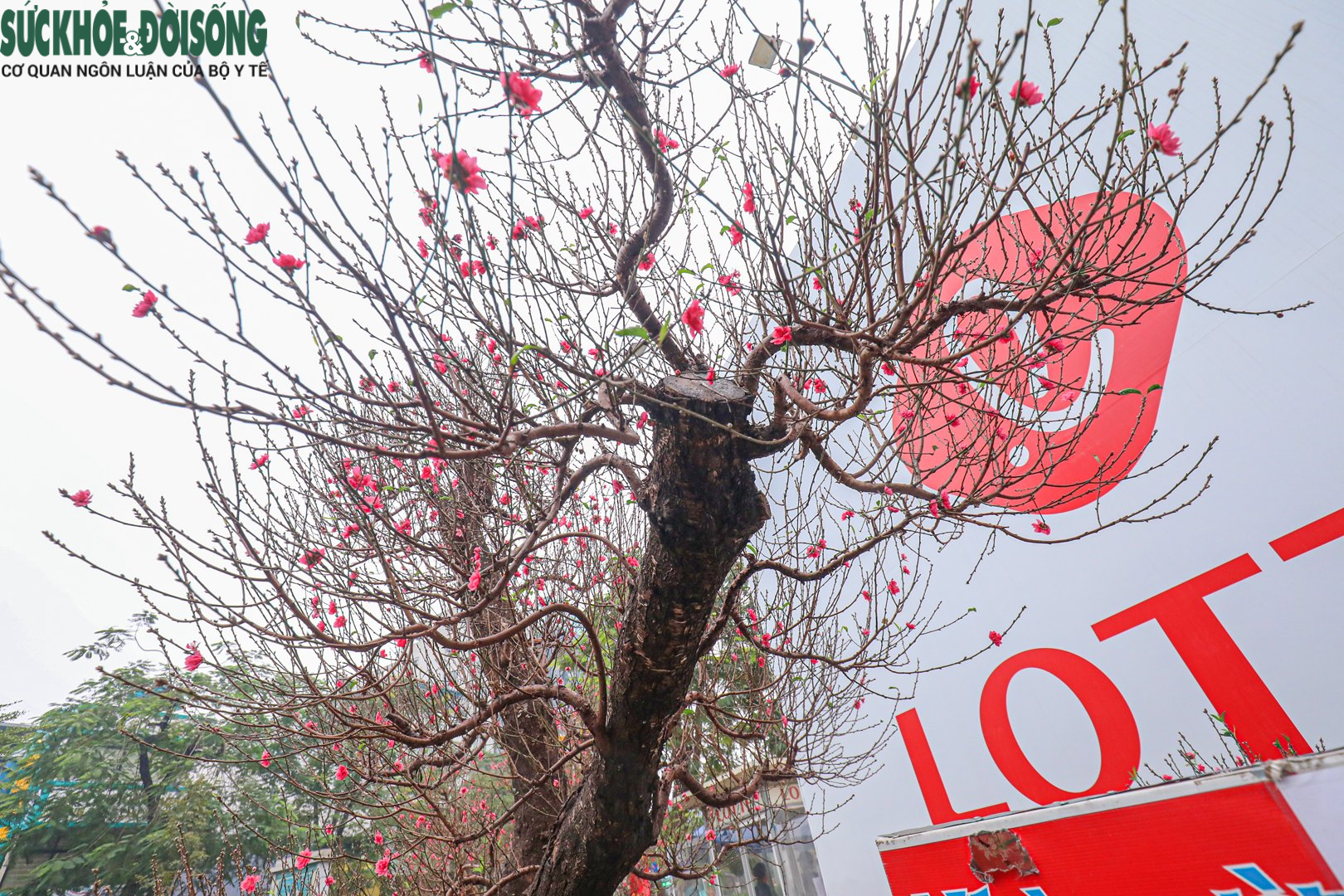 Nhiều &quot;siêu đào&quot; giá hàng chục, hàng trăm triệu đổ bộ xuống phố - Ảnh 10.