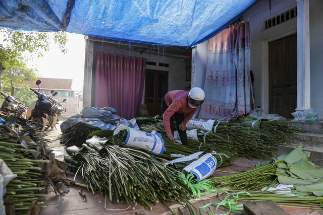 Làng “hái lá đếm tiền” những ngày cuối năm - Ảnh 8.