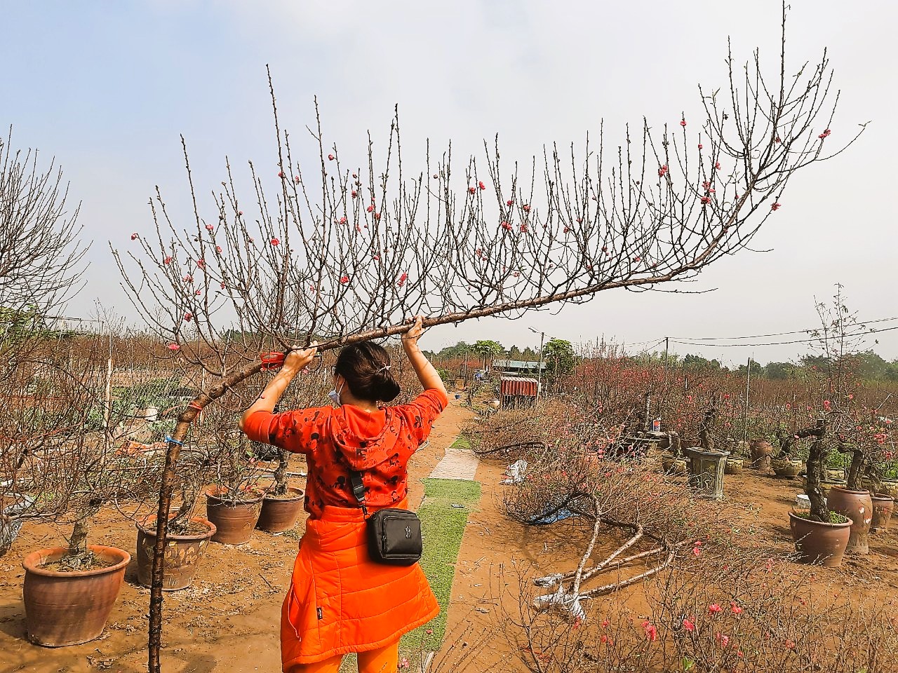 Thị trường Tết Hải Phòng: Nơi ngay ngáy lo hoa mất mùa,, chốn thở phào vì giá đào tăng - Ảnh 5.