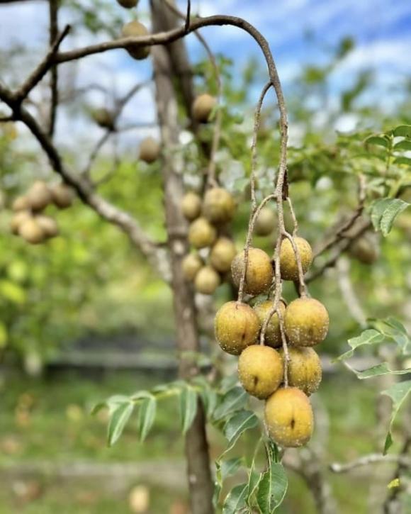 Mỹ Tâm bất ngờ 'nhá hàng' biệt thự nhà vườn đi mỏi chân không hết - Ảnh 8.