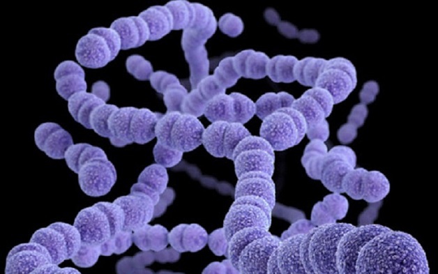 Nhiễm liên cầu khuẩn nhóm A gây ra bệnh gì?