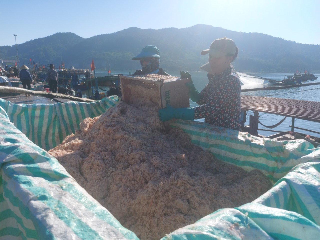 Ra biển vớt &quot;lộc trời&quot; ngày giáp Tết, ngư dân Hà Tĩnh thu tiền triệu mỗi ngày - Ảnh 2.