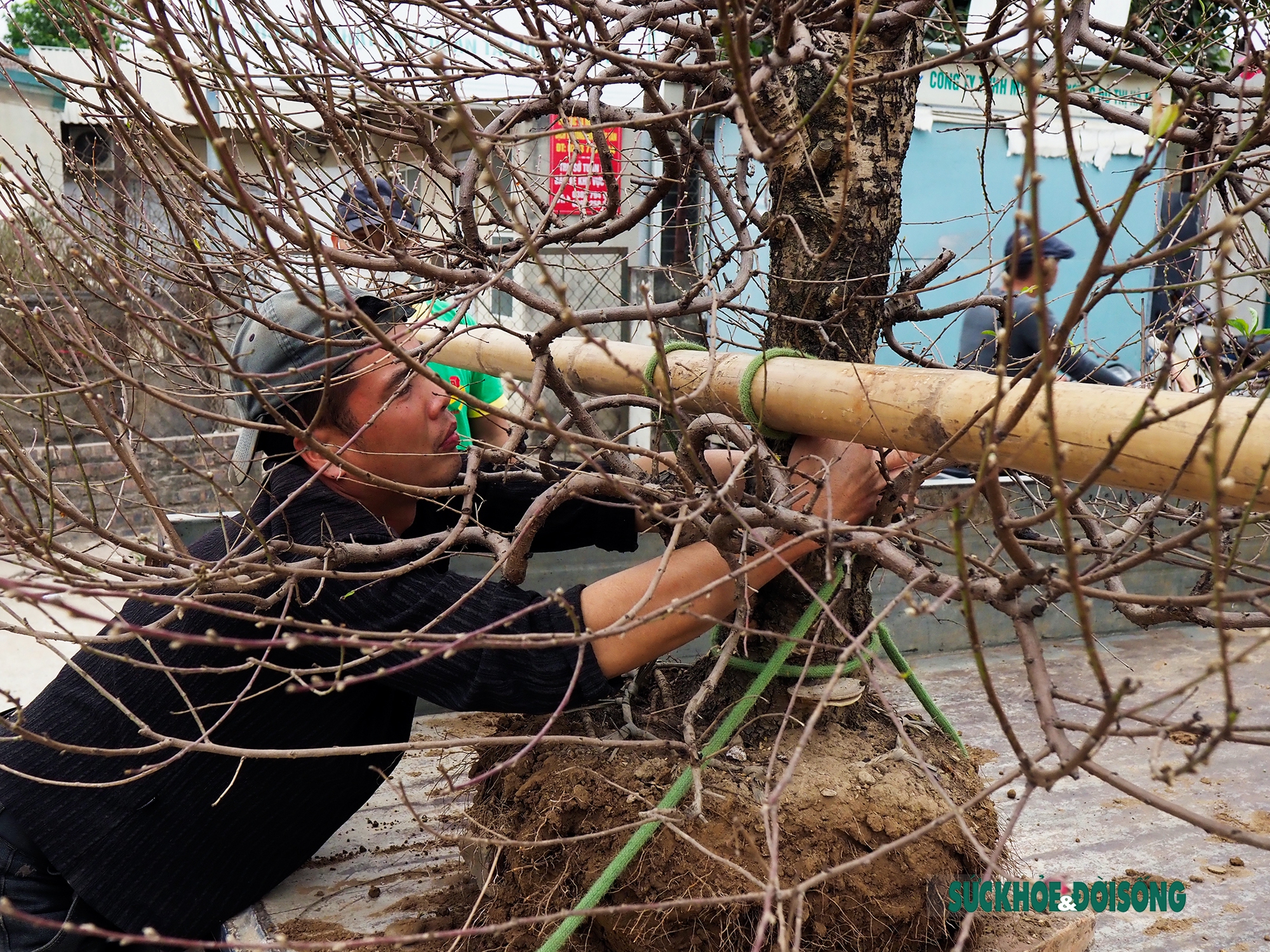 Đánh, vận chuyển “đào khủng” kiếm tiền triệu mỗi ngày dịp cận Tết 2023 - Ảnh 5.