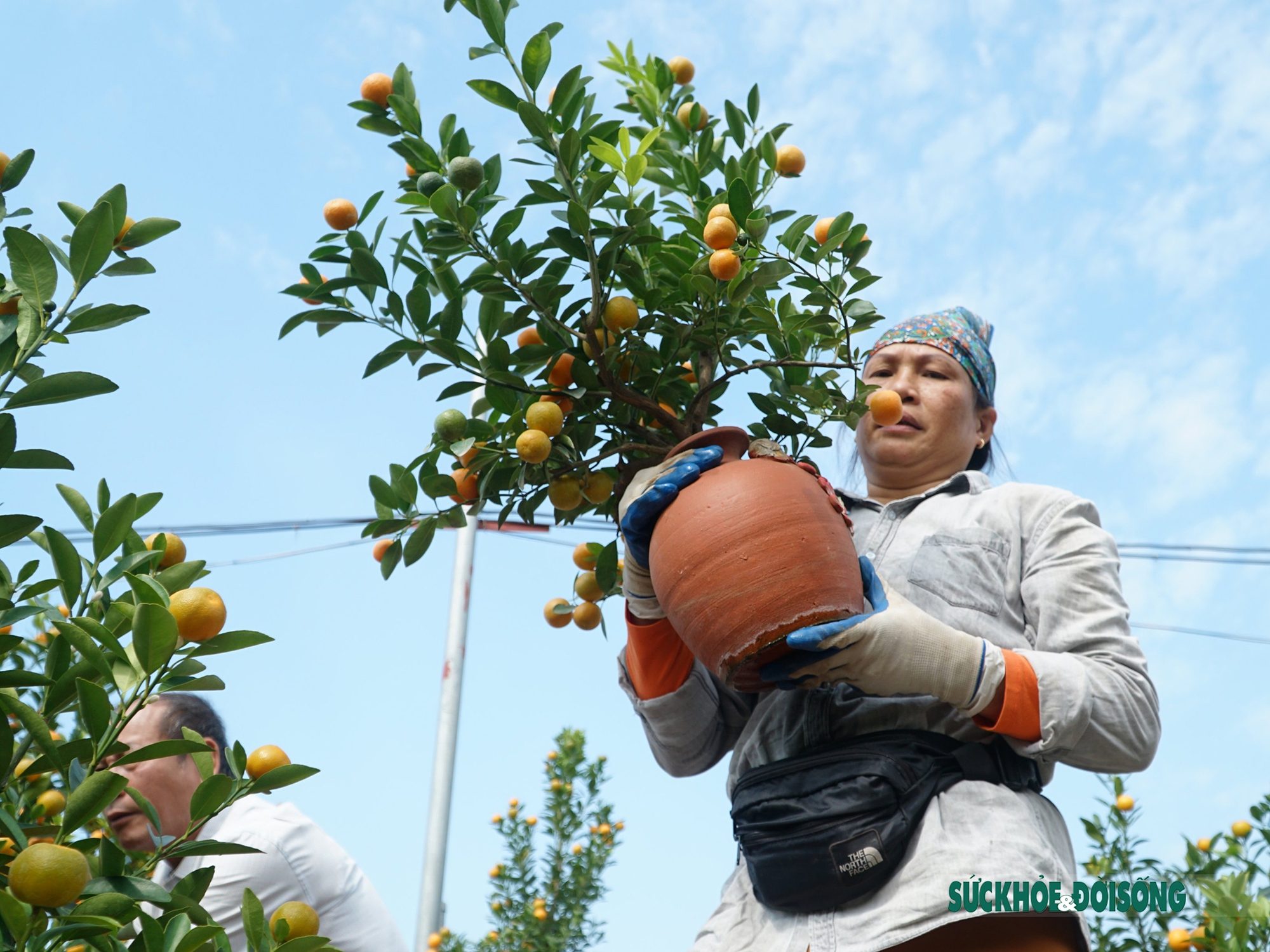 Đánh, vận chuyển “đào khủng” kiếm tiền triệu mỗi ngày dịp cận Tết 2023 - Ảnh 10.