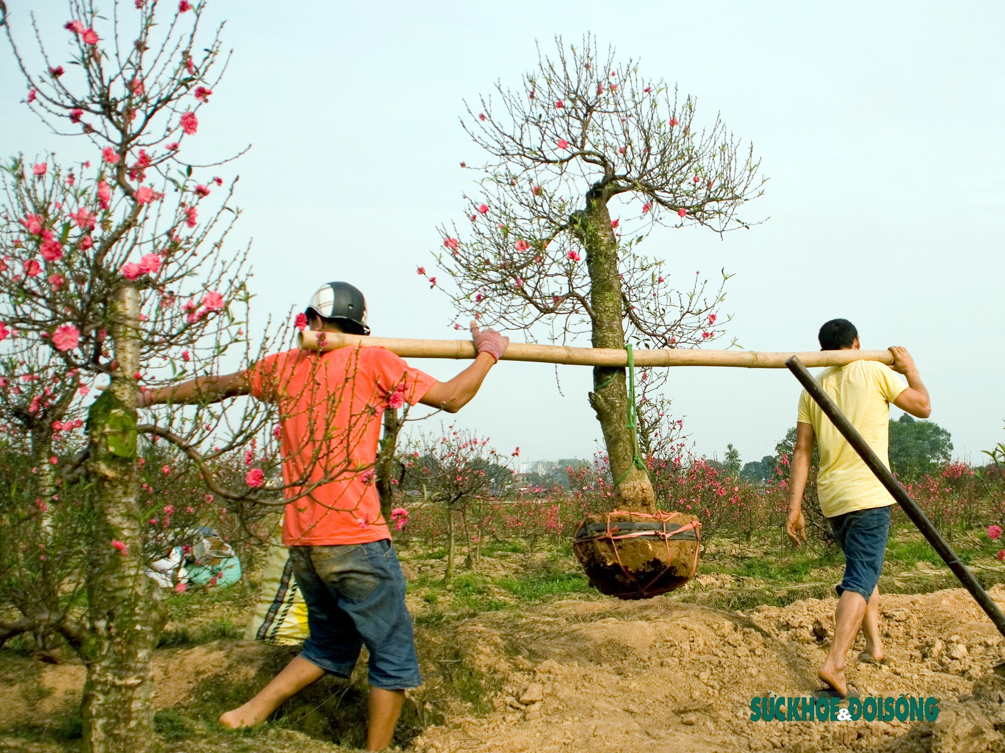 Đánh, vận chuyển “đào khủng” kiếm tiền triệu mỗi ngày dịp cận Tết 2023 - Ảnh 8.