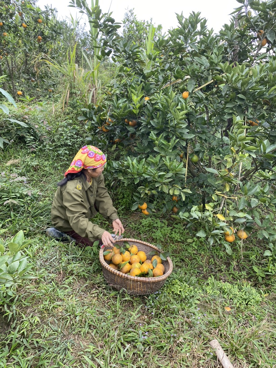 &quot;Thủ phủ&quot; cam Hà Tĩnh chín rực chờ Tết - Ảnh 5.