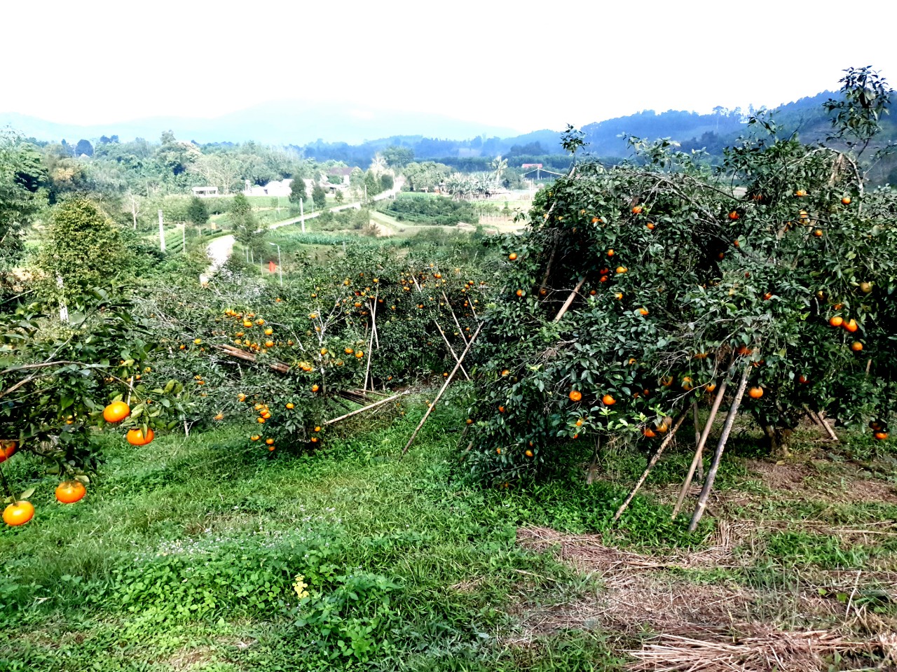 &quot;Thủ phủ&quot; cam Hà Tĩnh chín rực chờ Tết - Ảnh 1.