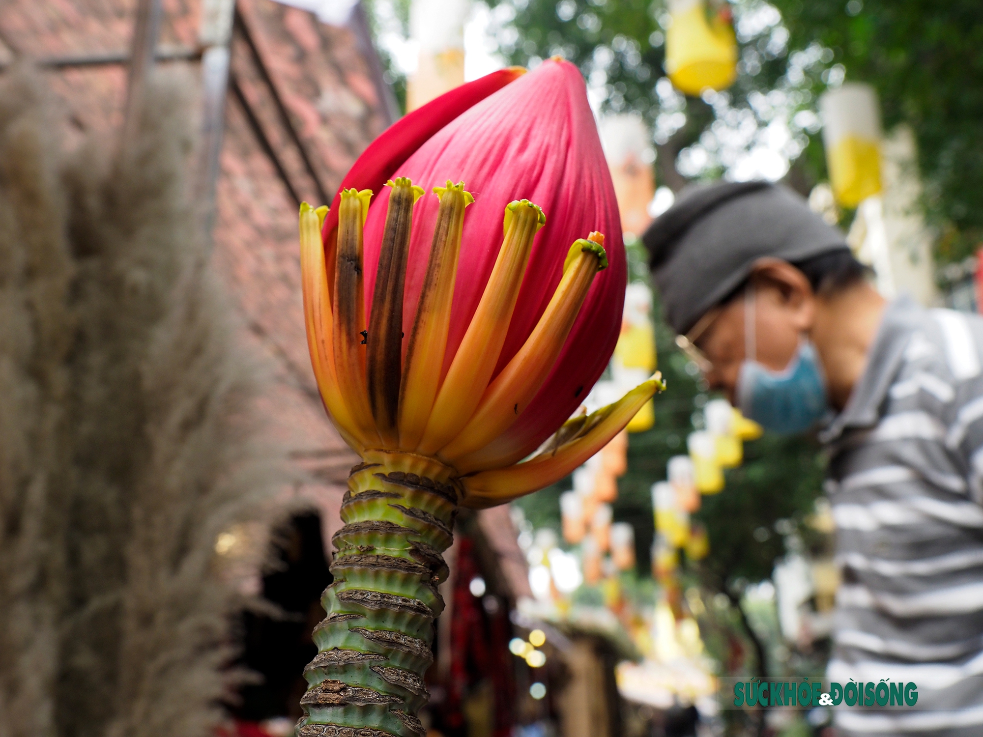 Hoa chuối từ bản xuống phố thành thú chơi &quot;sang&quot; dịp Tết Nguyên Đán - Ảnh 11.