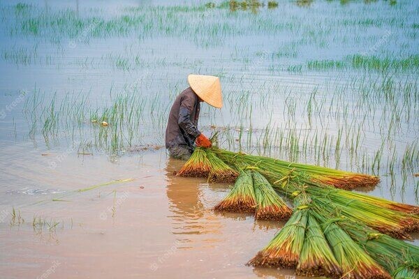 Ống hút cỏ bàng: Từ miền Tây sông nước đến bàn tiệc thế giới - Ảnh 1.