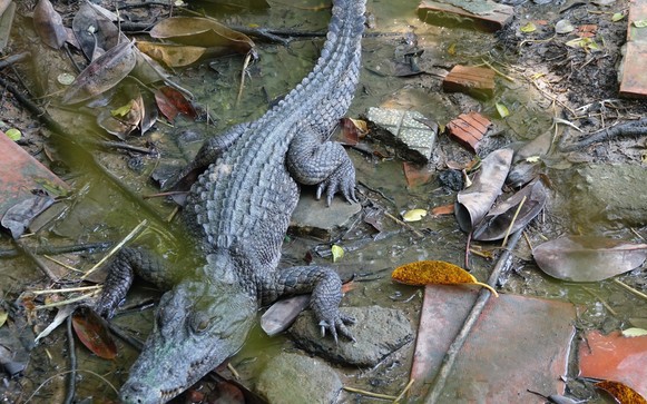6 con cá sấu nuôi tại công viên bị xổng chuồng