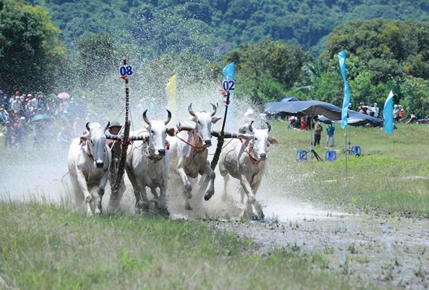 Tưng bừng Hội đua bò Bảy Núi của đồng bào Khmer ở An Giang - Ảnh 1.