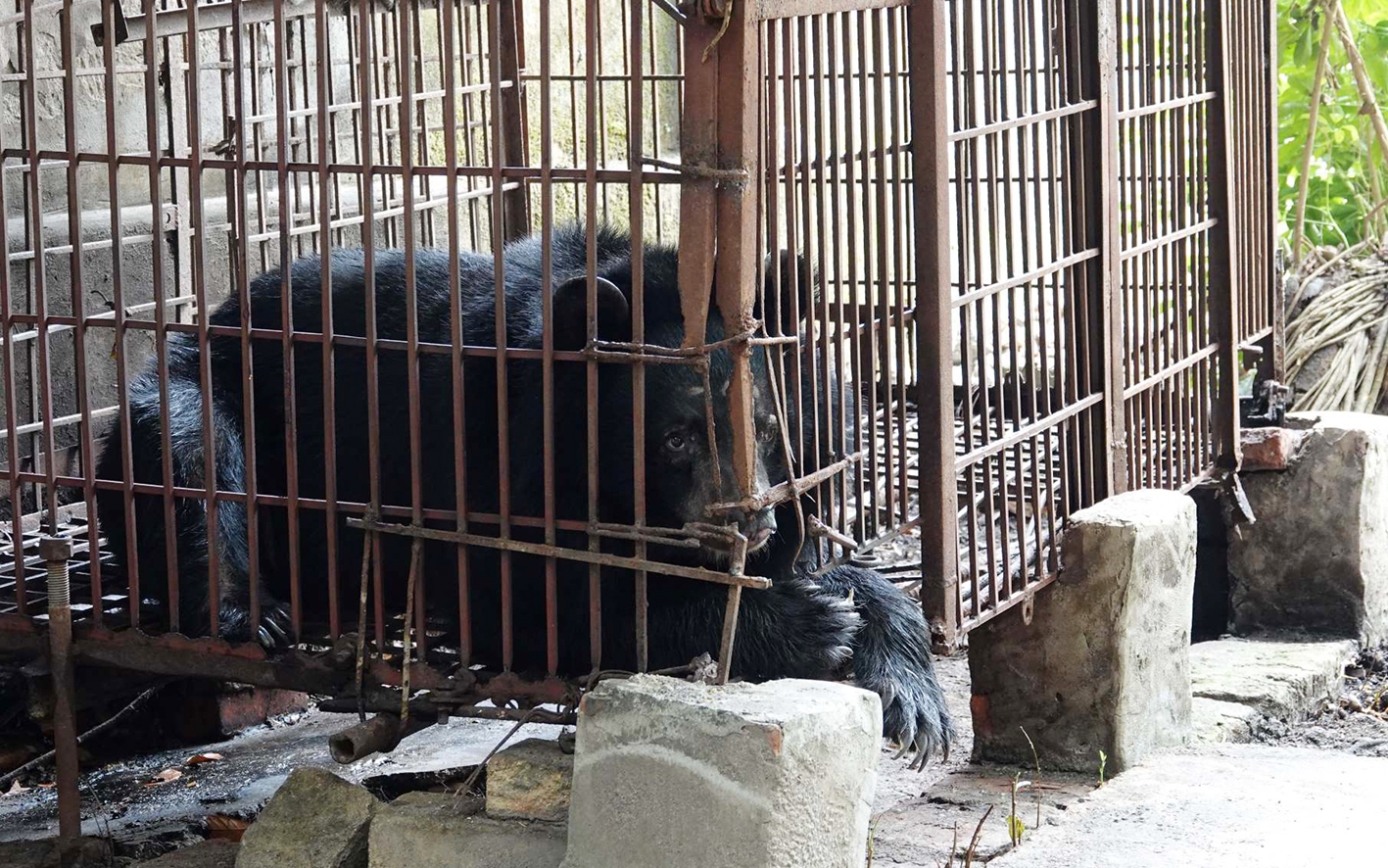Cá thể gấu cuối cùng của tỉnh Hải Dương được về khu bán hoang dã