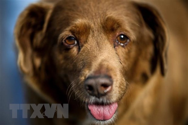 Chú chó nhiều tuổi nhất thế giới vừa qua đời ở Bồ Đào Nha - Ảnh 1.