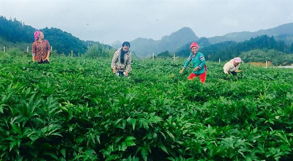 Thúc đẩy phát triển trồng, chế biến, tiêu thụ sản phẩm và bảo tồn dược liệu bằng cách nào?- Ảnh 1.