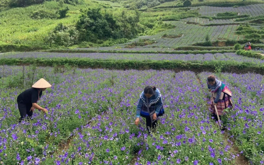 Người H’Mông ở Lào Cai trồng dược liệu xóa nghèo