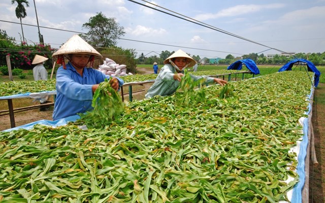 Bộ Y tế đang lấy ý kiến dự thảo Thông tư về hướng dẫn phương pháp chế biến dược liệu