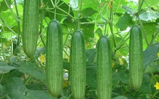 Bài thuốc chữa bệnh từ cây dưa chuột