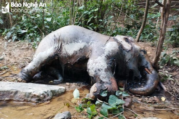 Nghệ An: Phát hiện voi chết trong rừng tại huyện Thanh Chương - Ảnh 1.