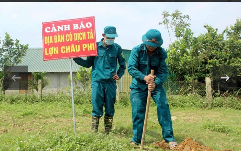 Xử lý nghiêm các trường hợp cố tình vứt xác lợn ra kênh, sông