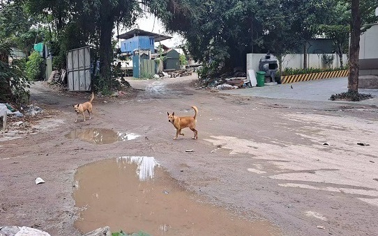 Chó thả rông đuổi cư dân tại chung cư Tecco skyvile Hà Nội
