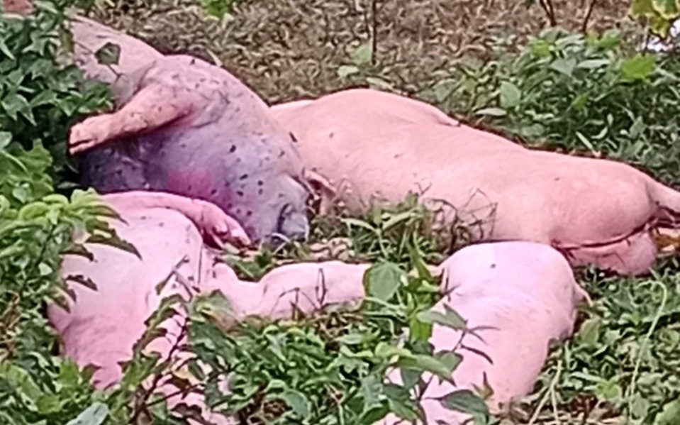 Dịch tả lợn châu Phi đang phức tạp, lợn chết vứt bừa bãi ở rừng trồng cao su
